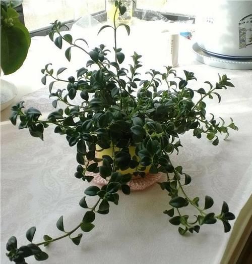 金鱼吊兰怎么繁殖？