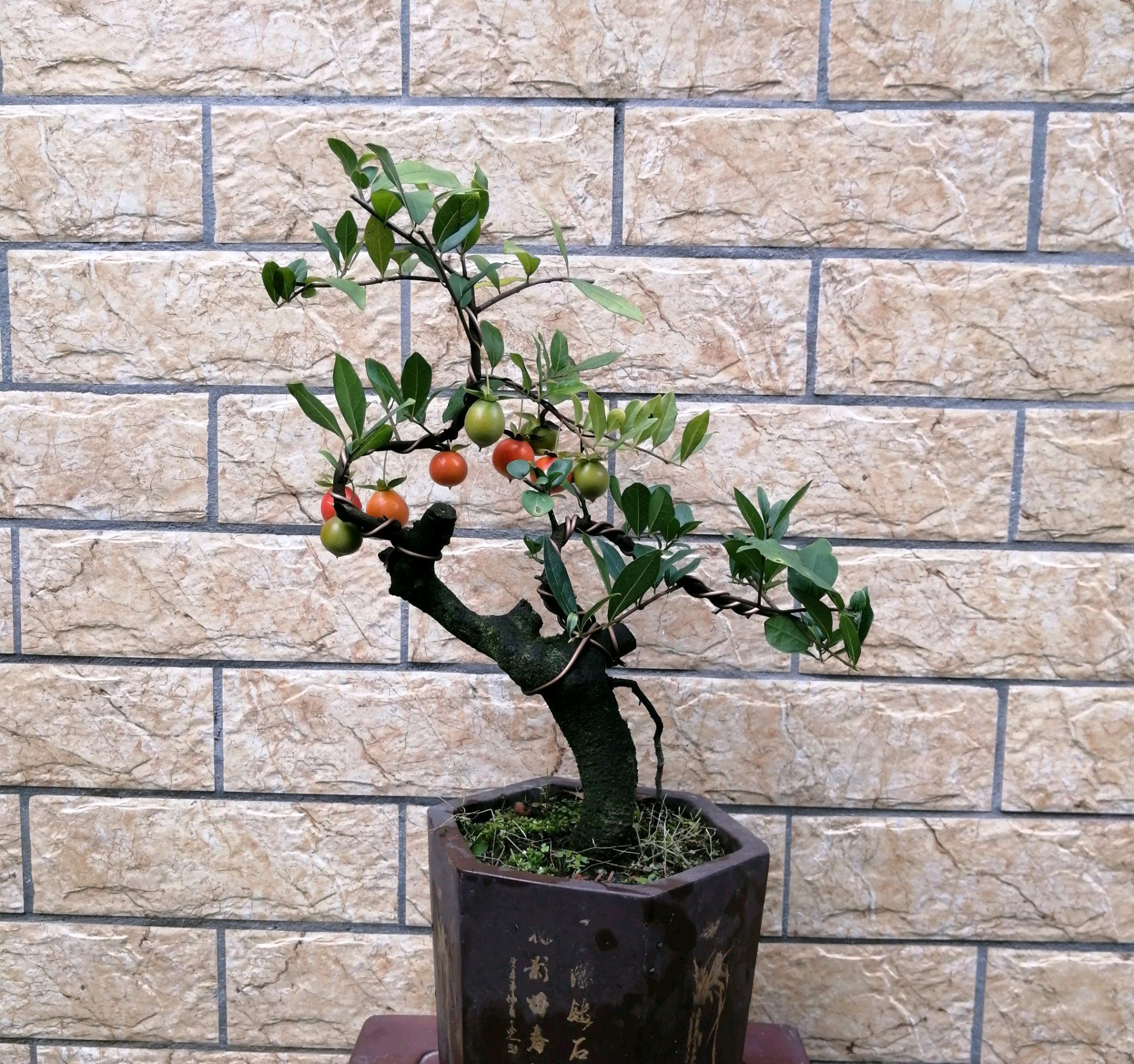 果率|金弹子盆景开花多结果少人工授粉打一针''它'',满树都是金弹果