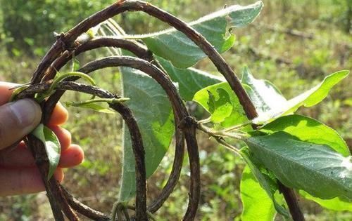 入药|农村有一种奇怪的草,叫鸡屎藤,入药主治黄疸肝炎、脚湿肿烂