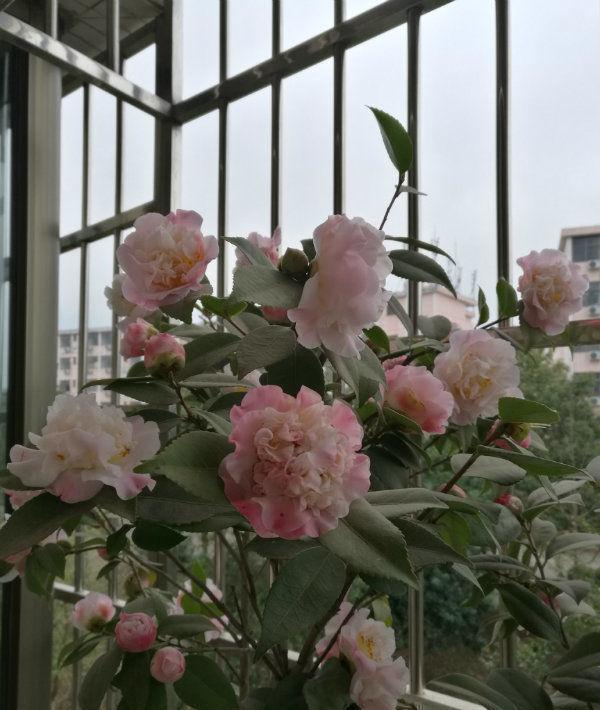 三角梅|此款花卉,好养易爆盆,养在家里繁花似锦,花香四溢飘满屋