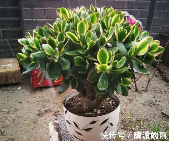 硬挺性|家庭养玉树,修剪讲究“时间”,才能枝繁叶茂,变成美盆景