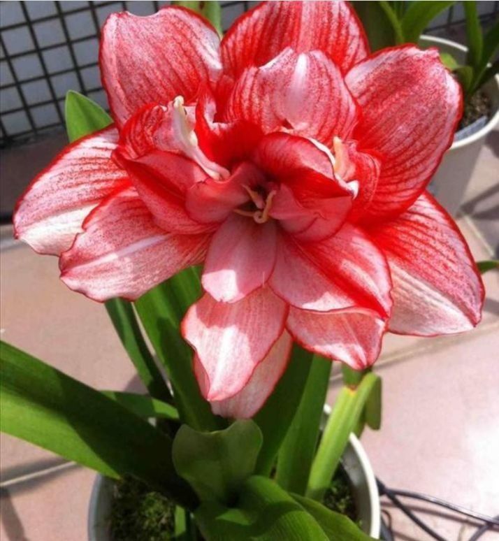 几种花好养易活,旺财又养人,比牡丹还美,年年开花美翻