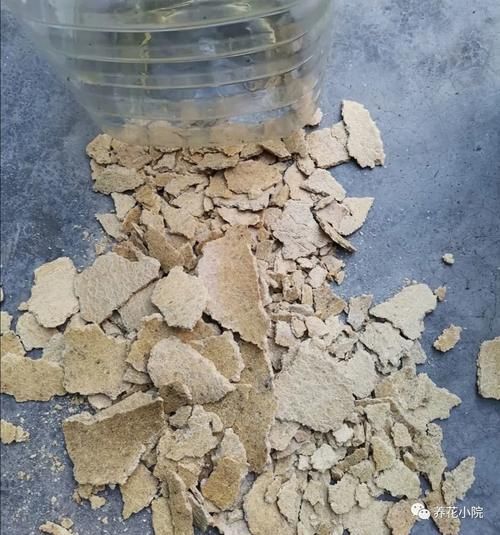 家中养花，花盆里埋3种“农家肥”，长势茂盛，开花繁多