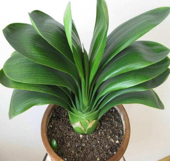 养花用大盆还是小盆“4种花”就爱小盆,浇浇水,越养越精神