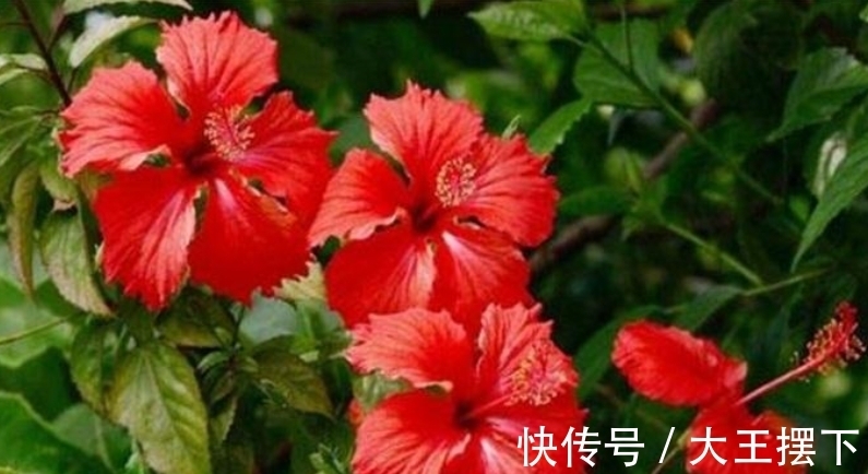 5种欠修理的花，开完花要“狠剪”，才能继续开花