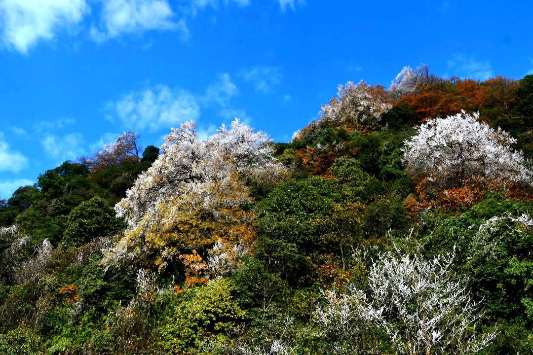 黄荆|美出新境界 四川古蔺黄荆老林立冬雪后现雾凇奇观