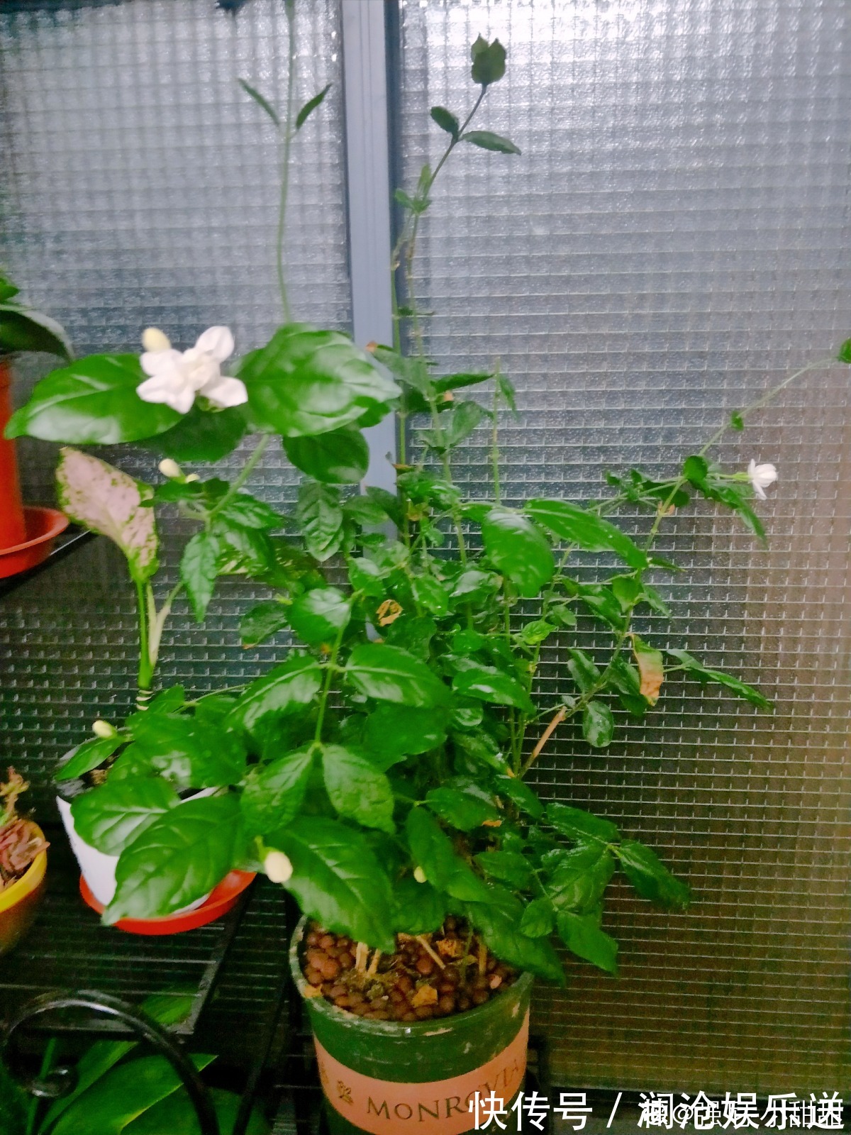 修剪|一剪子下去,茉莉花越冒越多止不住,半月长势顶别人一年的!