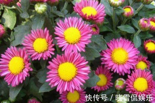 家养|从9月9日开始,家养此款花卉,艳丽夺目,有阳光就爆盆