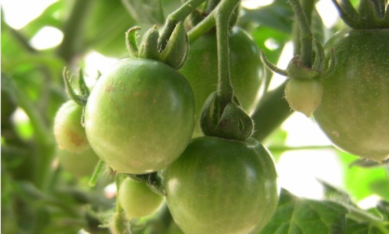 健康细胞|比毒品还毒的三种蔬菜,早被医生拉入黑名单,多数人都不知!