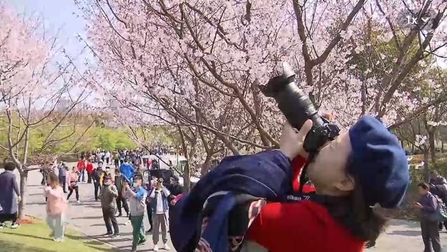 憋坏了！今天，上海近12万人在这赏樱花→