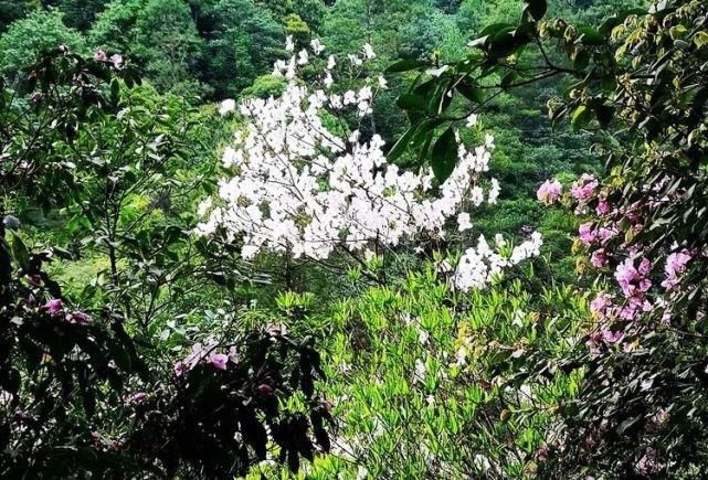 杜鹃花开，满山烂漫，寿宁这个地方美翻了！