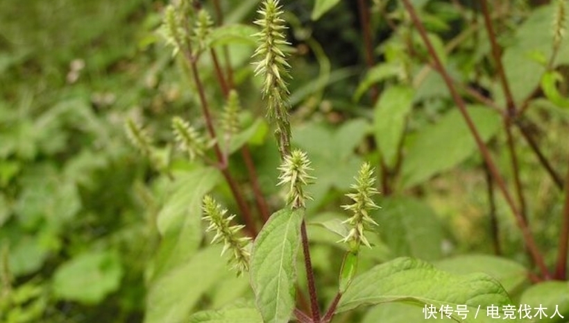 车前草|长得像苋菜,见到别随意除掉,它根似人参,如今很珍贵
