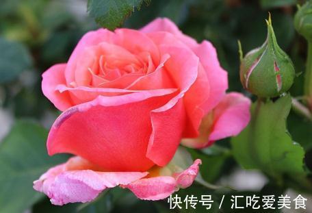 月季只有做到这4点,才能真正实现月月红,花多花大