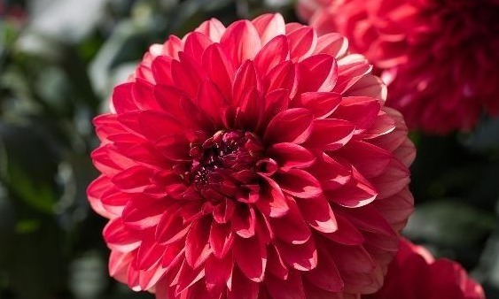 大丽花怎么养从选盆开始教你“5步走”，轻松开爆盆