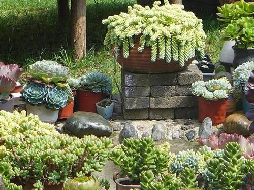 花友养多肉3年个个都漂亮，原来就靠8个字，新手：值得学习