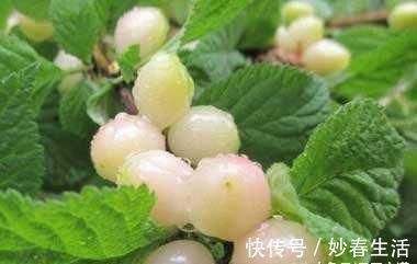 健康|多给小孩吃此果,再贵也不要省,让小孩远离近视,加强牙龈健康