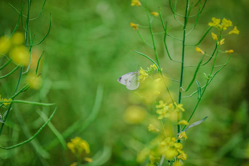 三月烟雨阳朔，油菜花正值盛花期，踏青赏花的好时节