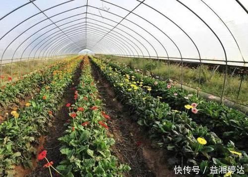 寄生虫|宁愿不吃，也别碰4种“蔬菜”，寄生虫“成堆”，沸水都杀不死