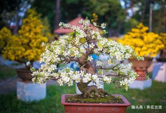 园艺新手接触盆景树需要学到的6个技巧,避免叶黄和枯萎