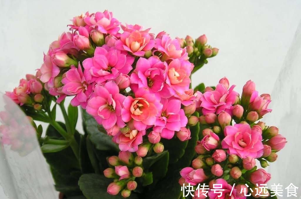 新手养长寿花,给它喝点“过期药水”,轻易就爆盆!