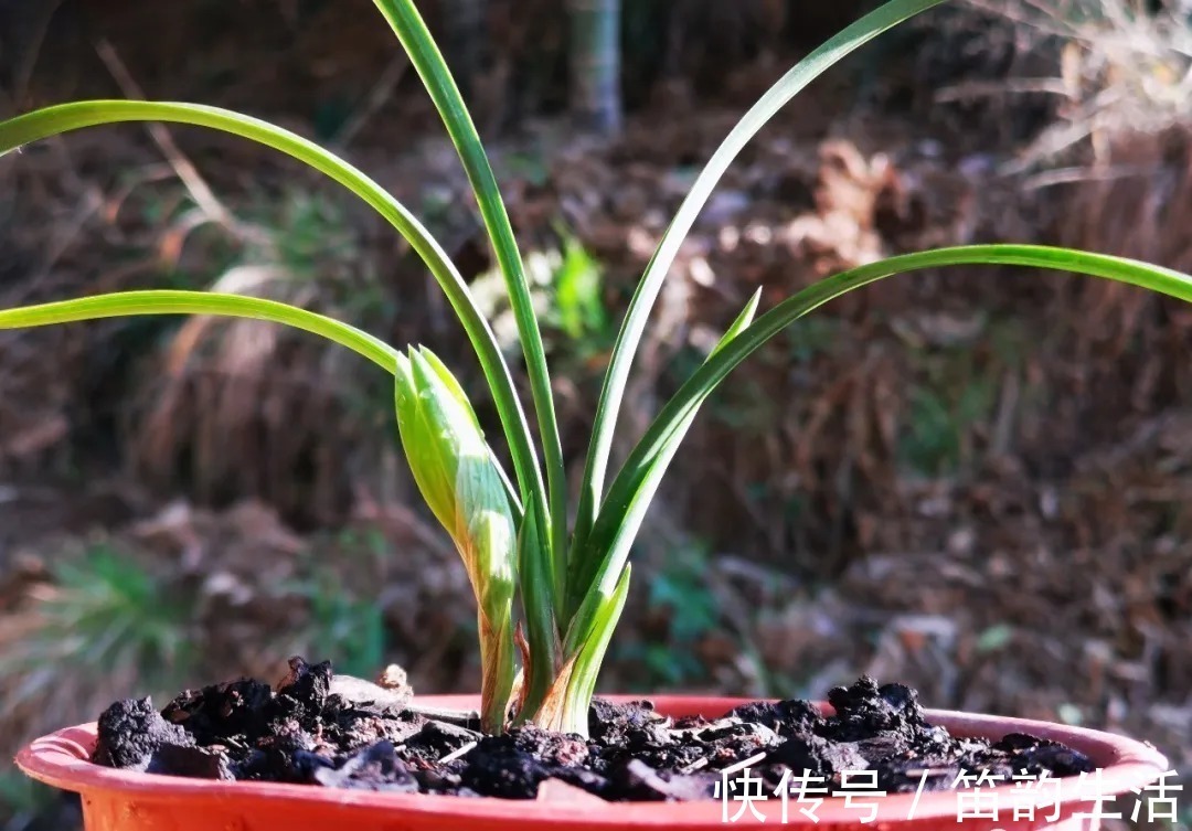 孕蕾|夏天太热，养兰花如果犯一个错，可能导致难孕蕾、不开花