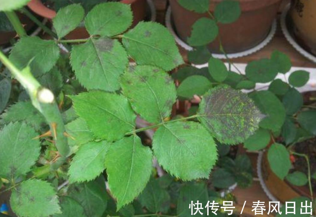 秋天|八月养月季，两个月后花量翻倍