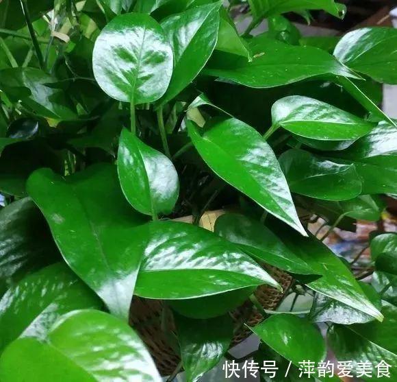 路边捡点它,开水一烫扔盆里,养花10年不烂根!