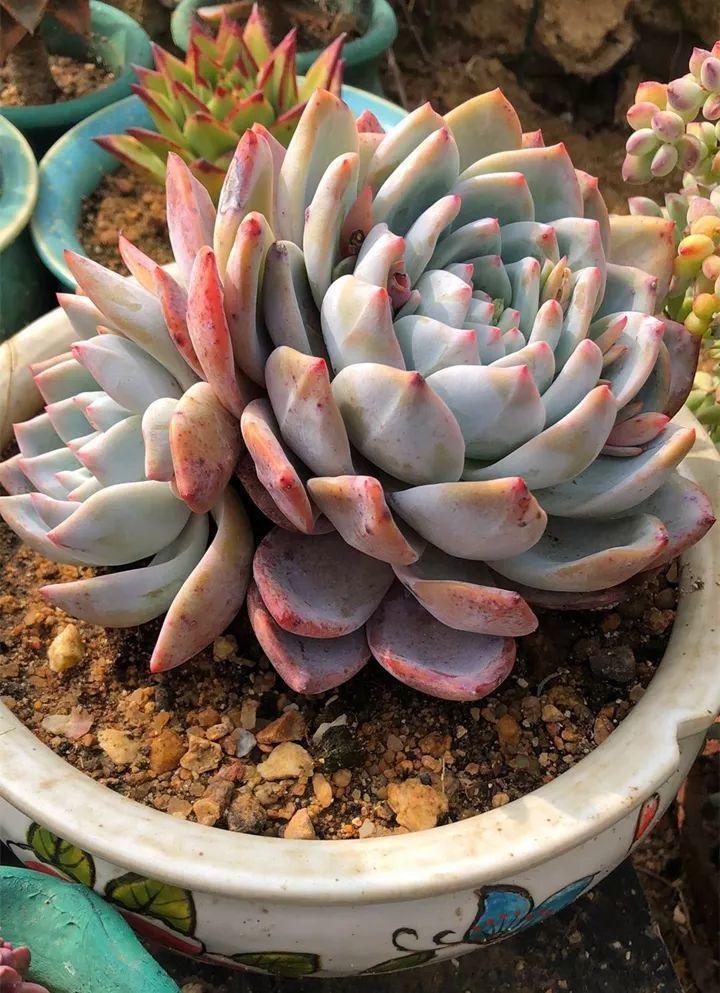 姐姐养了9年的多肉，没有买肥就用它，个个长成精！