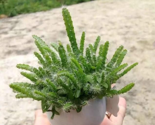 这3种“水果核”别扔,把它扔盆里,10天成盆栽,比花美10倍