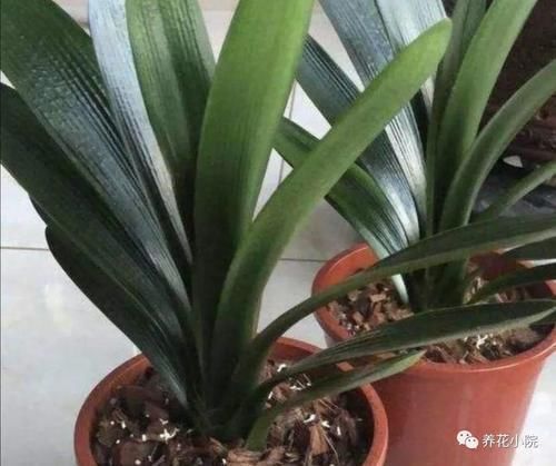 君子兰烂根又黄叶,因4个方面没做好,应及时改正养护方法
