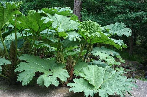 老中医|农村一种像“菠菜”的野菜，俗称“金不换”，老中医的最爱
