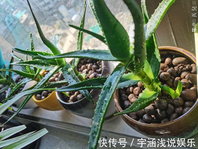 低温|低于5度,6种花一整个冬天不浇水,也能照样活