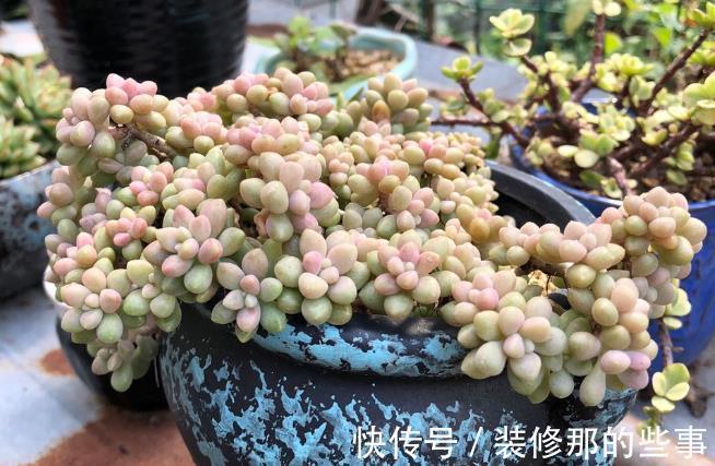 生命力|这3种普货多肉漂亮好活,堪称新人入坑的首选!