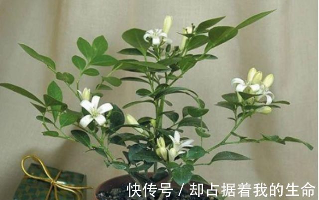 九里香九里香|3种“花”快入盆，一插就活，7天生白根，开花不断，家里飘满香