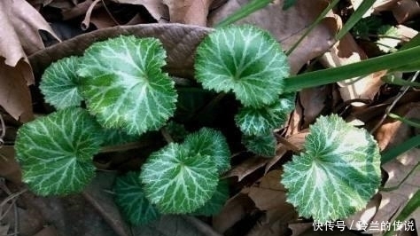 路边这长相似“耳朵”的草,你认识么?中医说它对治疗冻疮有奇效