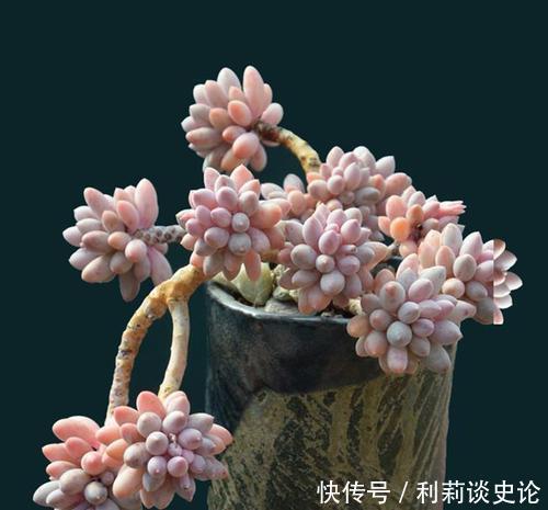 此款多肉，叶子饱满粉嫩，容易长成悬崖桩，适合新手！