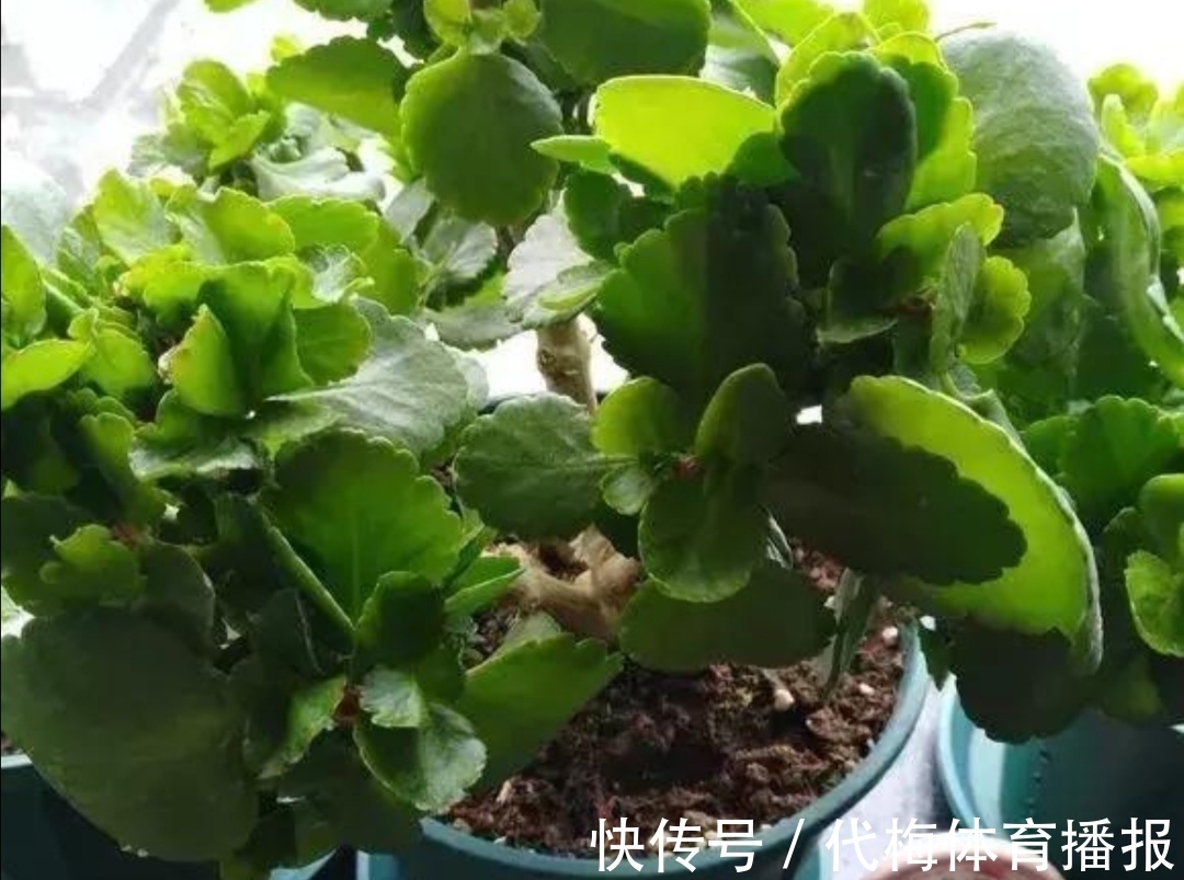 长寿花马上要长花芽,它有“3怕2喜”,做错了影响孕蕾开花