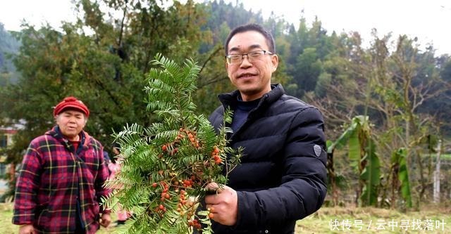 湖南邵阳绥宁一棵百年红豆杉，结满果实，当地人称为“一树红”