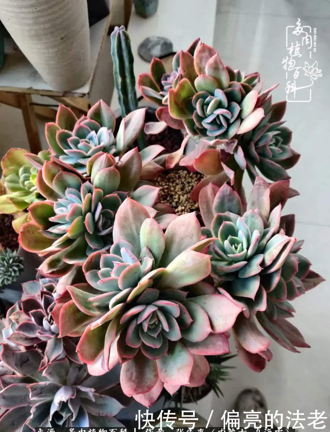 吸取教训,不断探索,英语老师的多肉碎碎念!