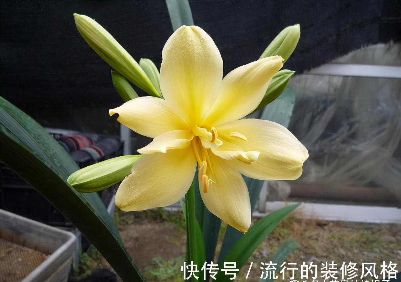 10月养君子兰，别忘记做“这些事”，要不今年“难”开花，莫忽视