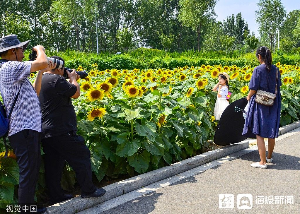 花海|图看日照｜沭河湿地百亩向日葵花开正旺