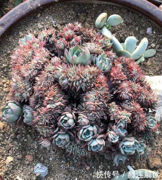 艾伦|姐姐养了9年的多肉,没有买肥就用它,个个长成精!