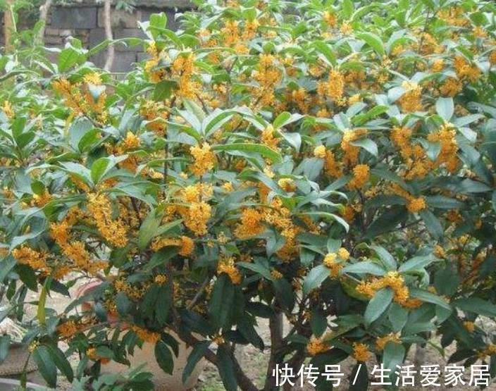 新手|老中医都喜欢的4种花,人养花,花也“养人”,新手也能轻松驾驭