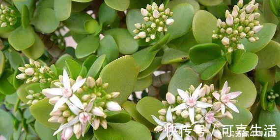 金银花|花友公认具有灵性的绿植，你需要知道它们