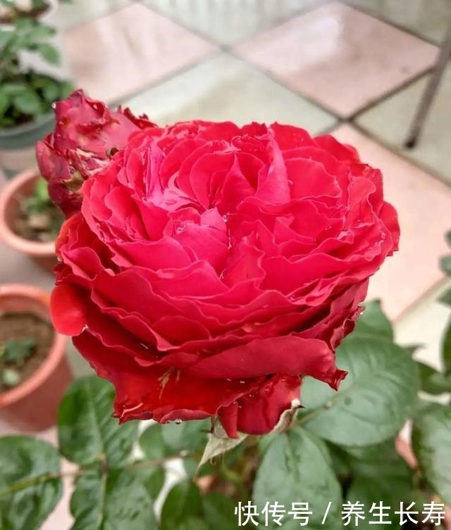 有些花名字太奇葩,叫出口太尴尬,开花却很美!