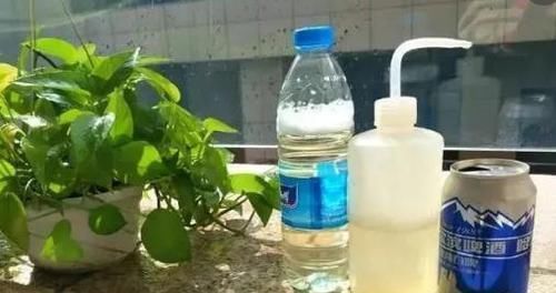 养花想要叶子肥绿？教你几招，叶子油绿、新芽挤满盆！