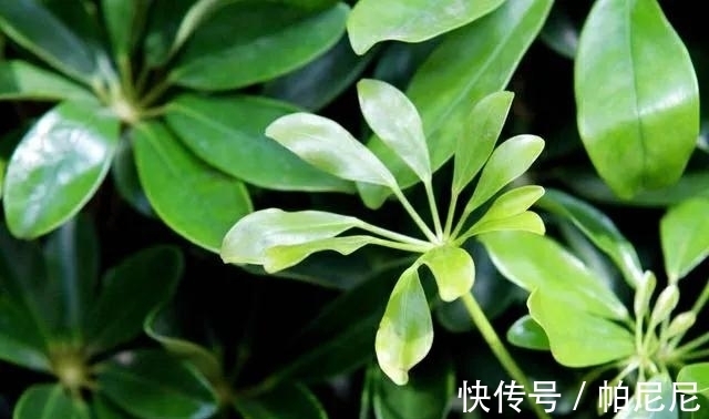 鸭掌木叶子发黄脱落，4点是病因，做好后苗壮叶绿好漂亮