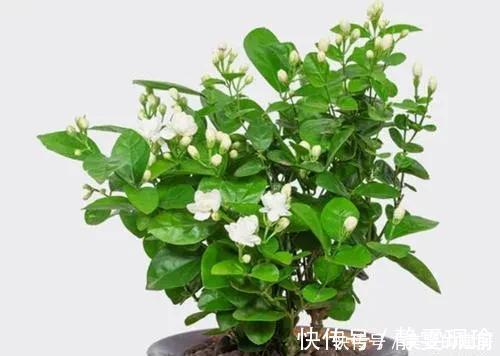 花卉|家里养有六种花卉的,可别忘了掐心,越掐爆盆越快,开花越多