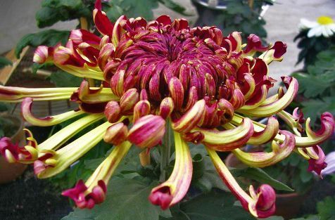 喜欢菊花，不如养盆“菊中珍品”墨蟹，花开如墨，似海蟹横行，美