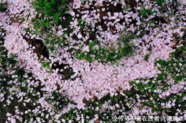 春草@赏读李煜《别来春半》,落花如雪,春草如愁,离恨如水